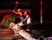 Guadalajara registra 617 árboles caídos durante la temporada de lluvias; autoridades llaman a reportar ejemplares en riesgo. ESPECIAL.