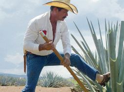 Solo cinco estados en México tienen el privilegio legal de producir esta emblemática bebida: Jalisco, Nayarit, Guanajuato, Tamaulipas y Michoacán. ESPECIAL