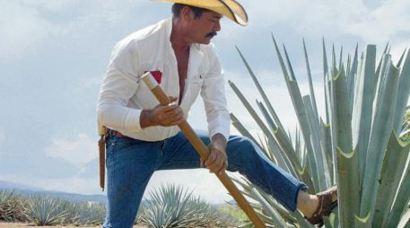 Solo cinco estados en México tienen el privilegio legal de producir esta emblemática bebida: Jalisco, Nayarit, Guanajuato, Tamaulipas y Michoacán. ESPECIAL