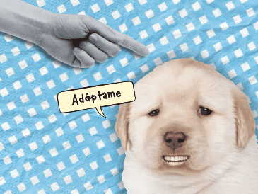 Hay perritos que viven mucho tiempo por lo que la decisión de adoptar no debe tomarse a la ligera. ESPECIAL/Canva
