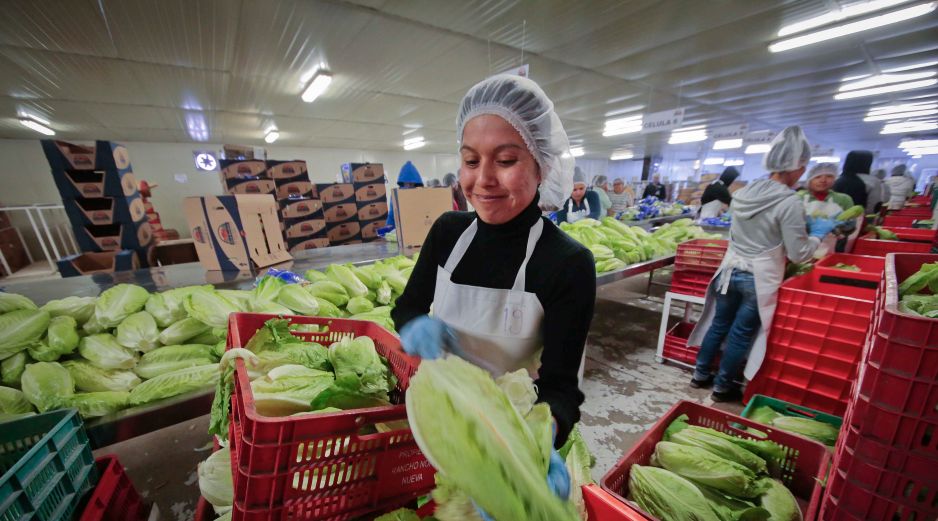 El Servicio Nacional de Sanidad, Inocuidad y Calidad Agroalimentaria (Senasica) han tenido reducciones en su presupuesto que, consideran, son alarmantes. SUN/ARCHIVO