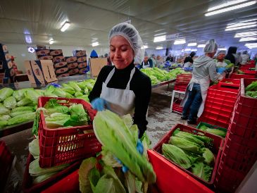 El Servicio Nacional de Sanidad, Inocuidad y Calidad Agroalimentaria (Senasica) han tenido reducciones en su presupuesto que, consideran, son alarmantes. SUN/ARCHIVO