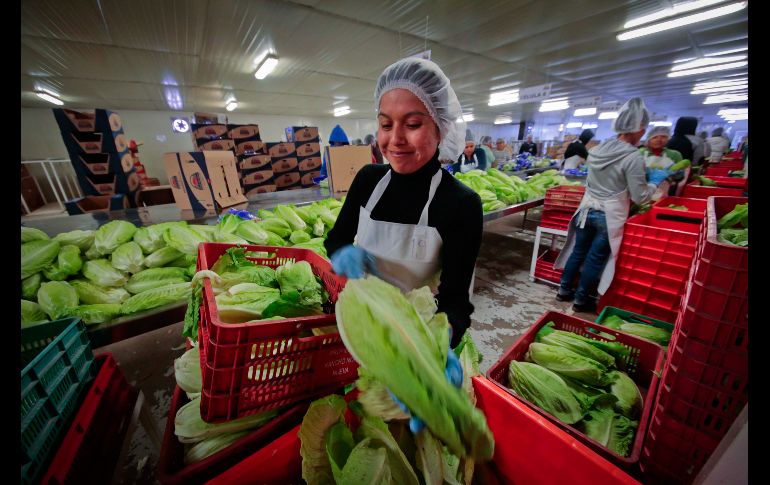 El Servicio Nacional de Sanidad, Inocuidad y Calidad Agroalimentaria (Senasica) han tenido reducciones en su presupuesto que, consideran, son alarmantes. SUN/ARCHIVO
