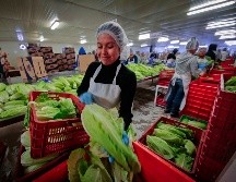 El Servicio Nacional de Sanidad, Inocuidad y Calidad Agroalimentaria (Senasica) ha tenido reducciones en su presupuesto que, considera, son alarmantes. SUN/ARCHIVO