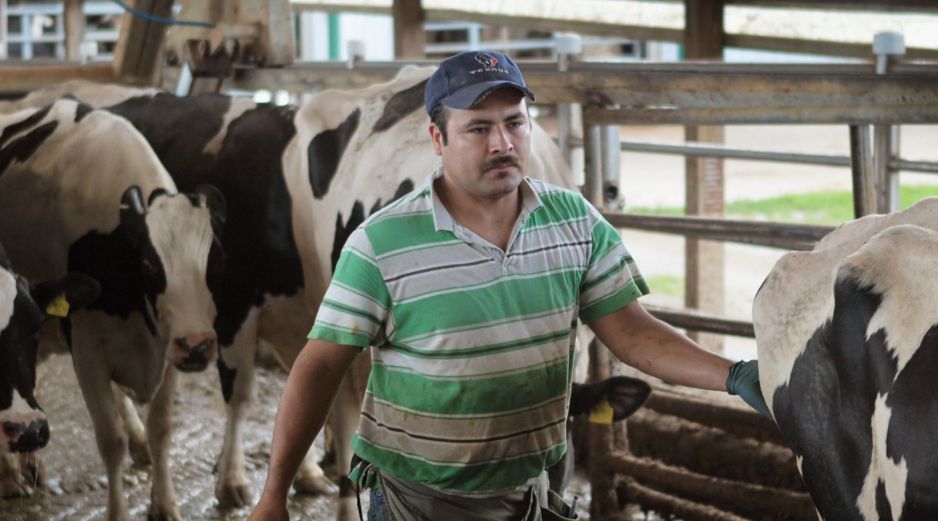 Repunta gusano barrenador en Jalisco
