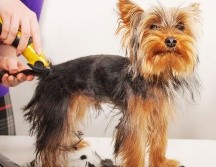 El pelo de los perros es un mecanismo que, al igual que el cabello en los humanos, protege a la piel. ESPECIAL / CANVA