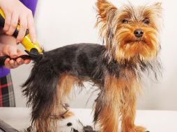 El pelo de los perros es un mecanismo que, al igual que el cabello en los humanos, protege a la piel. ESPECIAL / CANVA
