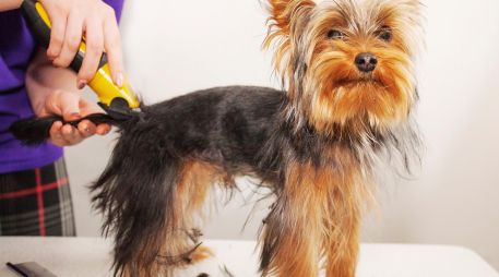 El pelo de los perros es un mecanismo que, al igual que el cabello en los humanos, protege a la piel. ESPECIAL / CANVA