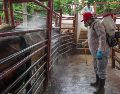 Estados Unidos reanudará la importación de ganado mexicano. EFE / ARCHIVO
