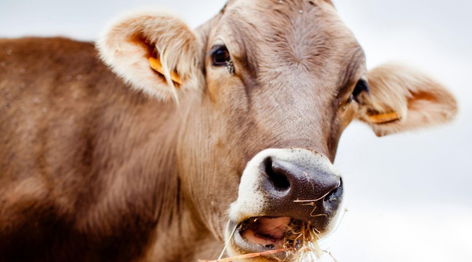 Las autoridades estadounidenses indicaron que las importaciones del ganado mexicano estarán sujetas al cumplimiento del plan de acción conjunta, y los animales serán sometidos a una inspección en Estados Unidos para evitar el paso de larvas. ESPECIAL / CANVA