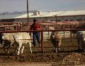 El Departamento de Agricultura de Estados Unidos anunció la reapertura gradual, a partir del 24 de agosto, de la importación de ganado de MexiÉo, suspendida debido a la presencia del gusano barrenador. SUN