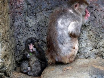 El macaco japonés Punch, que se viralizó por su peluche de consuelo tras ser rechazado por su madre, junto a un macaco adulto en una foto de archivo cuando tenía siete meses. EFE/F. ROBICHON