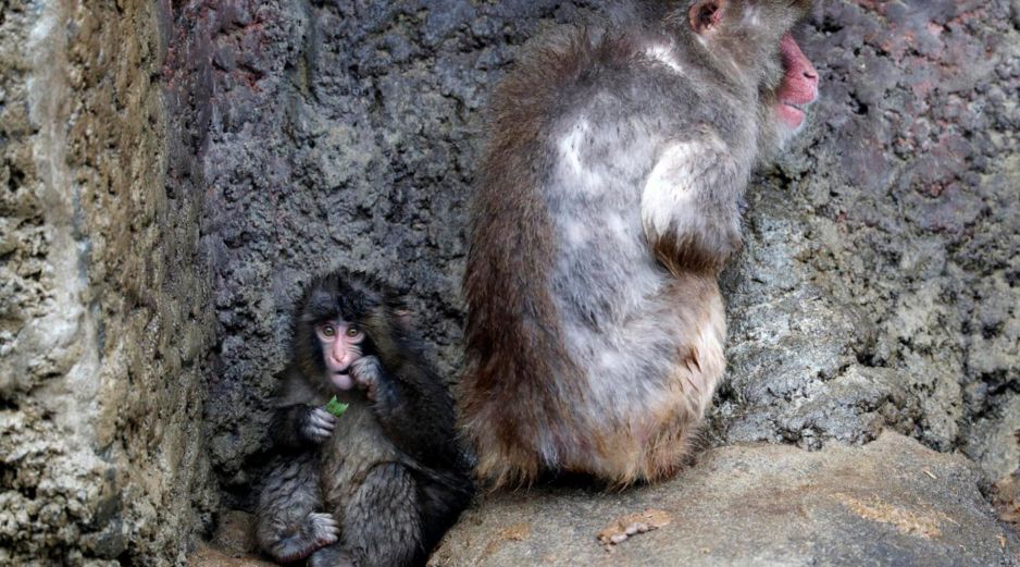 El macaco japonés Punch, que se viralizó por su peluche de consuelo tras ser rechazado por su madre, junto a un macaco adulto en una foto de archivo cuando tenía siete meses. EFE/F. ROBICHON