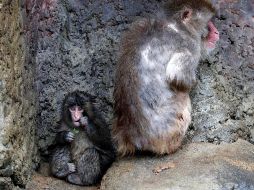 El macaco japonés Punch, que se viralizó por su peluche de consuelo tras ser rechazado por su madre, junto a un macaco adulto en una foto de archivo cuando tenía siete meses. EFE/F. ROBICHON