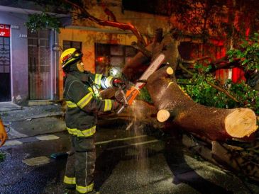 Los árboles caídos se registraron en las calles Othón Cáceres Blanco y Julián Granado, Mesa Central y Sierra Mojada, entre otras. CORTESÍA