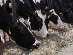 El Departamento de Agricultura de Estados Unidos levantará la prohibición a las importaciones de ganado mexicano que impuso hace más de un año. EFE/L. Torres