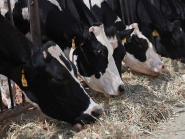 El Departamento de Agricultura de Estados Unidos levantará la prohibición a las importaciones de ganado mexicano que impuso hace más de un año. EFE/L. Torres