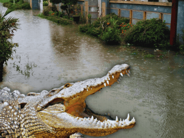 El aumento paulatino de los niveles en los cuerpos de agua del municipio es el principal factor que impulsa a estos animales a salir de sus hábitats naturales. ESPECIAL / CANVA
