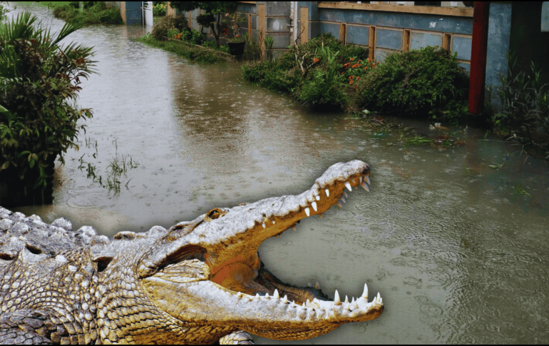 El aumento paulatino de los niveles en los cuerpos de agua del municipio es el principal factor que impulsa a estos animales a salir de sus hábitats naturales. ESPECIAL / CANVA