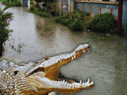 El aumento paulatino de los niveles en los cuerpos de agua del municipio es el principal factor que impulsa a estos animales a salir de sus hábitats naturales. ESPECIAL / CANVA