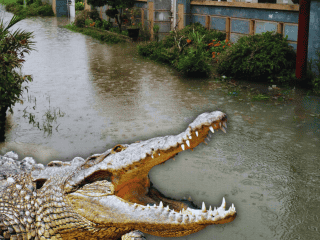 El aumento paulatino de los niveles en los cuerpos de agua del municipio es el principal factor que impulsa a estos animales a salir de sus hábitats naturales. ESPECIAL / CANVA