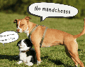 Aunque todas las razas envejecen, los perros pequeños lo hacen a un ritmo más lento. ESPECIAL/Canva