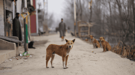 Antes de integrar un perro a la familia, es importante considerar el tiempo, el espacio y los recursos necesarios. CANVA