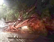 En varios puntos de Guadalajara se reportaron caída de árboles. ESPECIAL