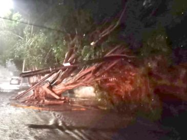 En varios puntos de Guadalajara se reportaron caída de árboles. ESPECIAL