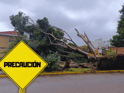 Sin un anclaje firme y con el suelo reblandecido, basta una ráfaga de viento arrachado para derribar toneladas de madera. EL INFORMADOR / J. Martínez
