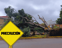 Sin un anclaje firme y con el suelo reblandecido, basta una ráfaga de viento arrachado para derribar toneladas de madera. EL INFORMADOR / J. Martínez