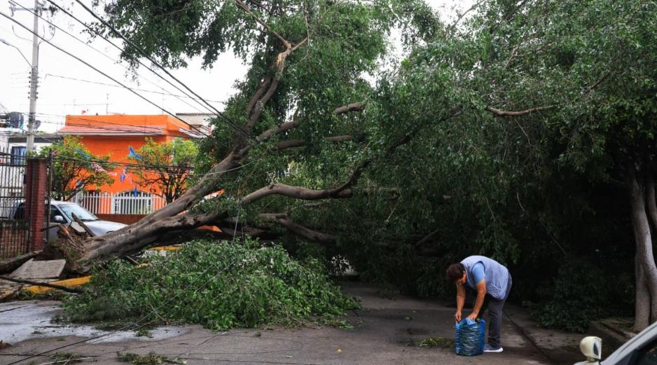 Aunque un árbol puede parecer sano a simple vista, existen indicadores que advierten que su estructura ha perdido estabilidad y representa un peligro. EL INFORMADOR/J. Acosta