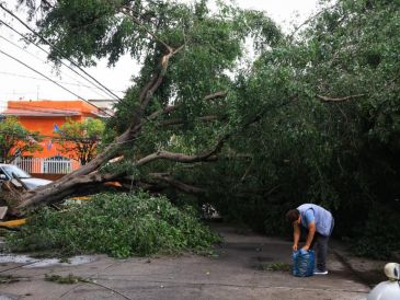 Aunque un árbol puede parecer sano a simple vista, existen indicadores que advierten que su estructura ha perdido estabilidad y representa un peligro. EL INFORMADOR/J. Acosta