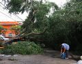 Aunque un árbol puede parecer sano a simple vista, existen indicadores que advierten que su estructura ha perdido estabilidad y representa un peligro. EL INFORMADOR/J. Acosta