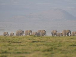 Aunque no existen evidencias, existe el temor de que el mal que afectó a los elefantes sea contagioso para los humanos. AP/ARCHIVO