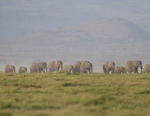 Aunque no existen evidencias, existe el temor de que el mal que afectó a los elefantes sea contagioso para los humanos. AP/ARCHIVO