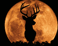 La Luna del Ciervo marca un punto interesante en el calendario astronómico de este año, pues según datos recientes, esta luna llena es la octava de las 13 que ocurrirán durante todo el 2026. CANVA