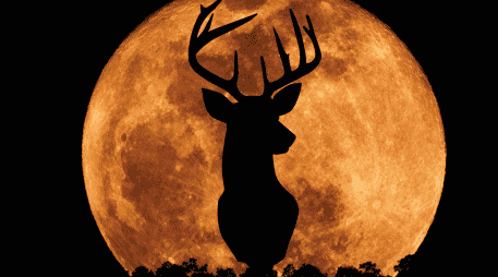 La Luna del Ciervo marca un punto interesante en el calendario astronómico de este año, pues según datos recientes, esta luna llena es la octava de las 13 que ocurrirán durante todo el 2026. CANVA