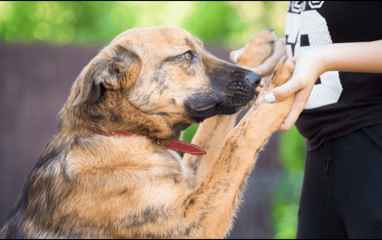 Es importante recordar que los perros no suelen actuar por rencor. La mayoría de las veces, estas conductas reflejan miedo, inseguridad, falta de confianza o una experiencia previa negativa. CANVA