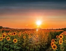 Descubre el nuevo campo de girasoles gigante cerca de Guadalajara. Conoce los horarios, precios, ubicación y todo lo que incluye esta experiencia natural. Unsplash