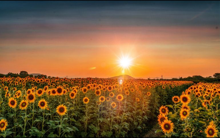 Descubre el nuevo campo de girasoles gigante cerca de Guadalajara. Conoce los horarios, precios, ubicación y todo lo que incluye esta experiencia natural. Unsplash