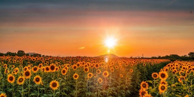 Abren campo de girasoles gigante cerca de GDL; fechas y precios