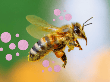 Este trabajo demuestra cómo la comunicación química ayuda a los individuos a decidir cuándo vale la pena cooperar, ofreciendo perspectivas relevantes para la biología evolutiva y el comportamiento animal. CANVA
