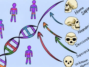 Uno de los ancestros desconocidos, se cruzó con humanos modernos en África hace más de 50 mil años, antes de la migración más reciente del Homo sapiens hacia Europa y Asia. EFE / M. Marohn