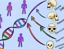 Uno de los ancestros desconocidos, se cruzó con humanos modernos en África hace más de 50 mil años, antes de la migración más reciente del Homo sapiens hacia Europa y Asia. EFE / M. Marohn