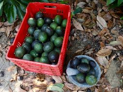 Productores de aguacate de Jalisco buscan abrir el mercado de Corea mientras anuncian el Congreso del Aguacate 2026. CORTESÍA.