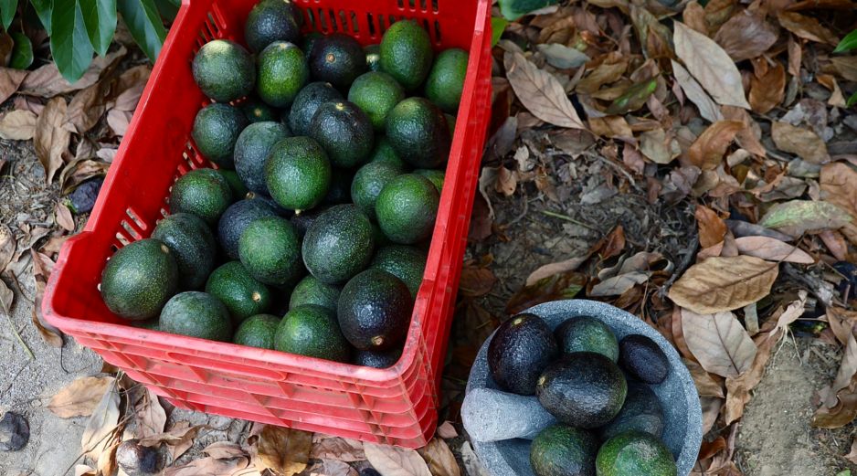 Productores de aguacate de Jalisco buscan abrir el mercado de Corea mientras anuncian el Congreso del Aguacate 2026. CORTESÍA.