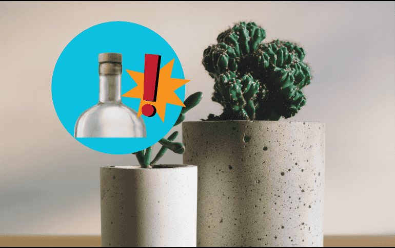 Para aprovechar los corchos en tus plantas, puedes aplicar diferentes técnicas según tu necesidad. UNSPLASH / B. DONALD / UNSPLASH / F. MARRIAGE