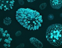 El virus de la viruela experimentó un largo período de cambios genéticos hasta el siglo XVI, pero su evolución se ralentizó notablemente durante el apogeo de la expansión colonial. Unsplash