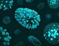 El virus de la viruela experimentó un largo período de cambios genéticos hasta el siglo XVI, pero su evolución se ralentizó notablemente durante el apogeo de la expansión colonial. Unsplash